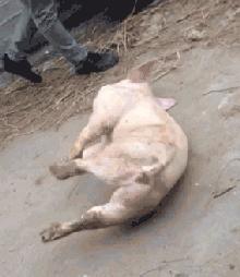 女孩去纹身结果喜欢上了纹身师,陪老婆去纹身