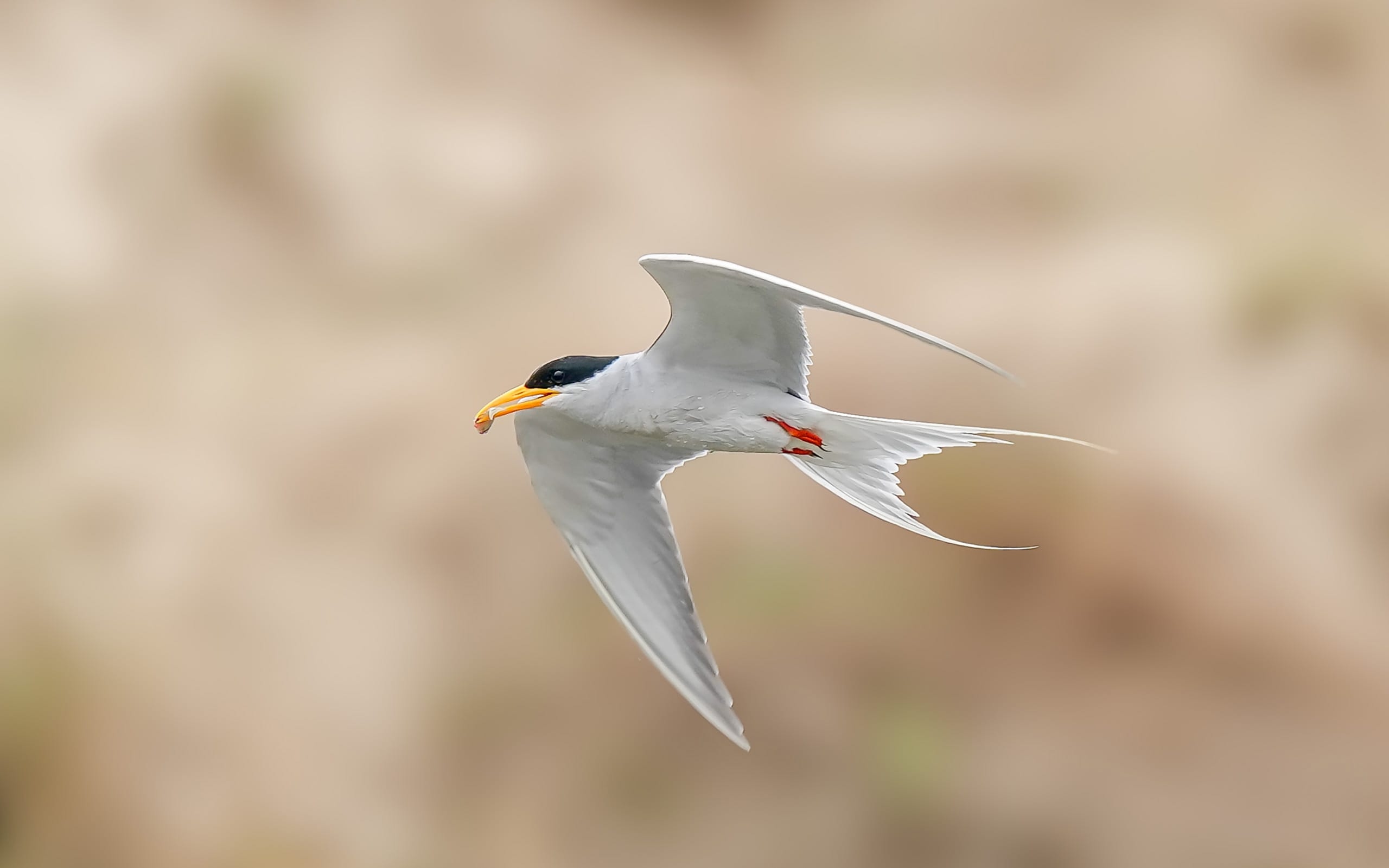 王者归来1-100级,索尼alpha1教程