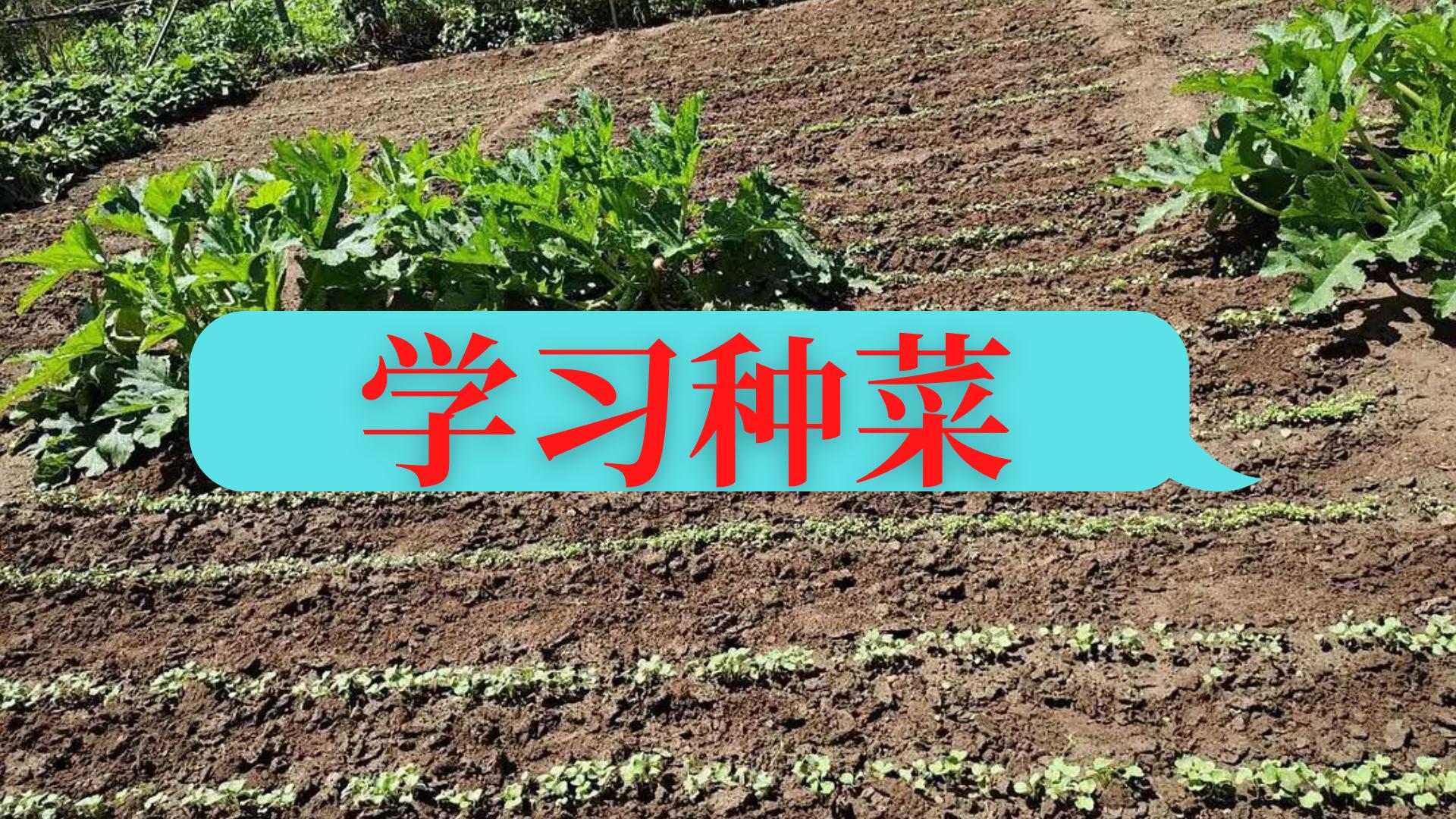 如何学习种菜？多看、多问、多做，新手种菜快速入门的3个技巧