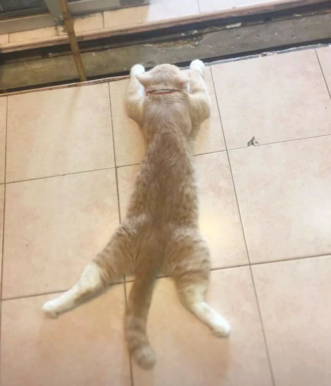 猫咪躺主人身边睡觉最信任的睡姿,猫咪睡姿千奇百怪的样子素材全屏