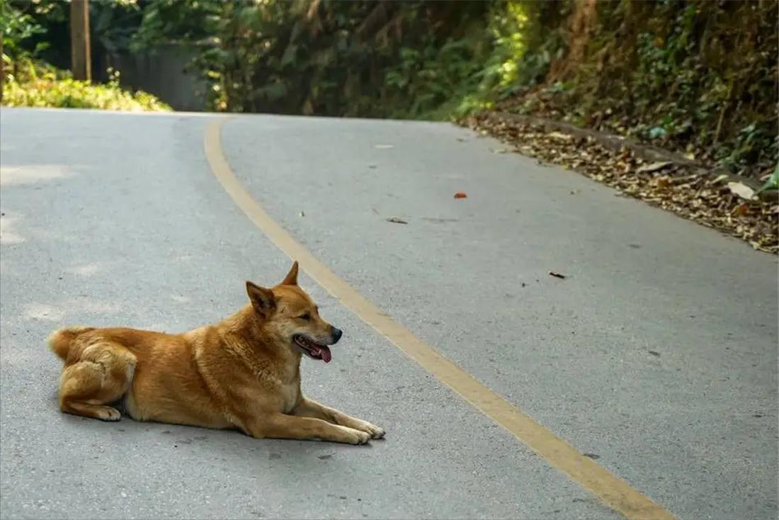 土狗自驾川藏线上,川藏游被狗追