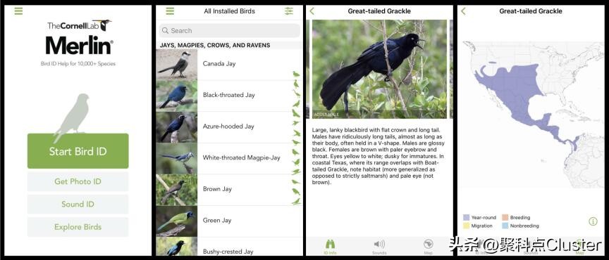 中国鸟类识别app,懂鸟全球鸟类识别app