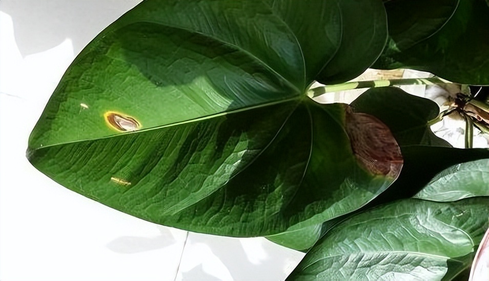 红掌叶子有黑斑怎么办,家里养的红掌突然蔫了怎么办