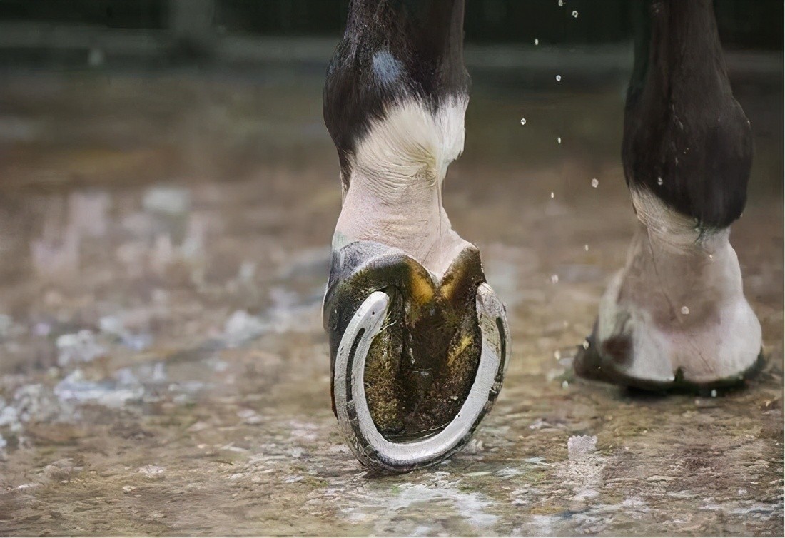 有马蹄铁的马和没马蹄铁的马,橡胶马蹄铁和普通马蹄铁的区别