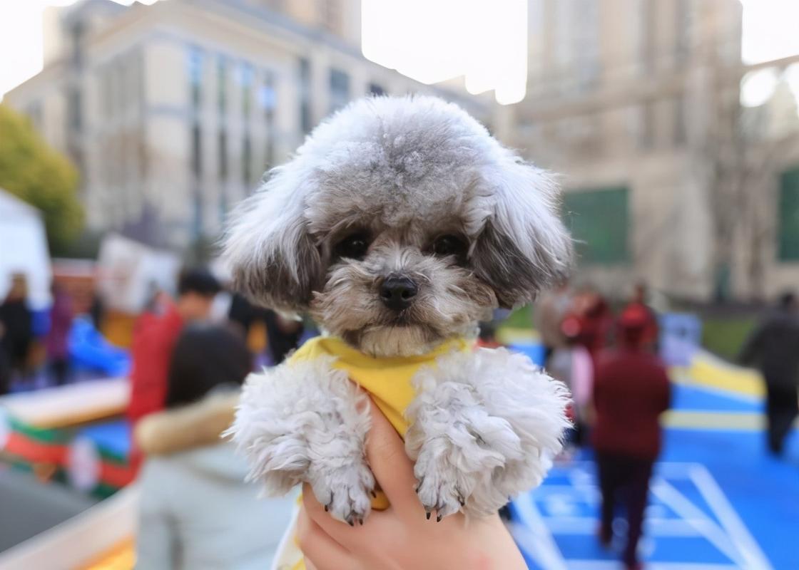 新手适合养的狗狗大型犬,什么种类的狗狗适合新手