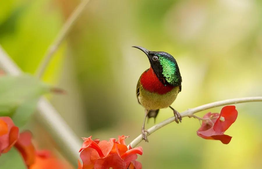 太阳鸟花的图片,太阳鸟精彩图片
