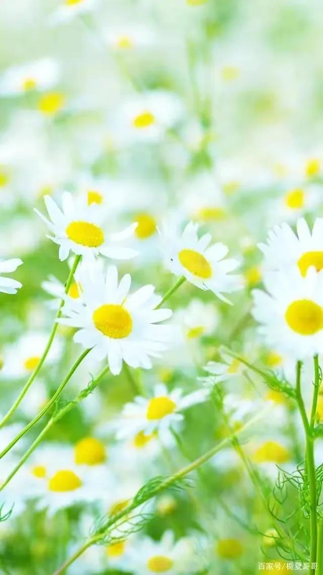 顶级绝美花朵壁纸娇艳欲滴的玫瑰,华为手机壁纸高清全面屏唯美花朵