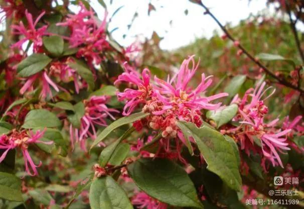 红花檵木的历史故事,白花檵木