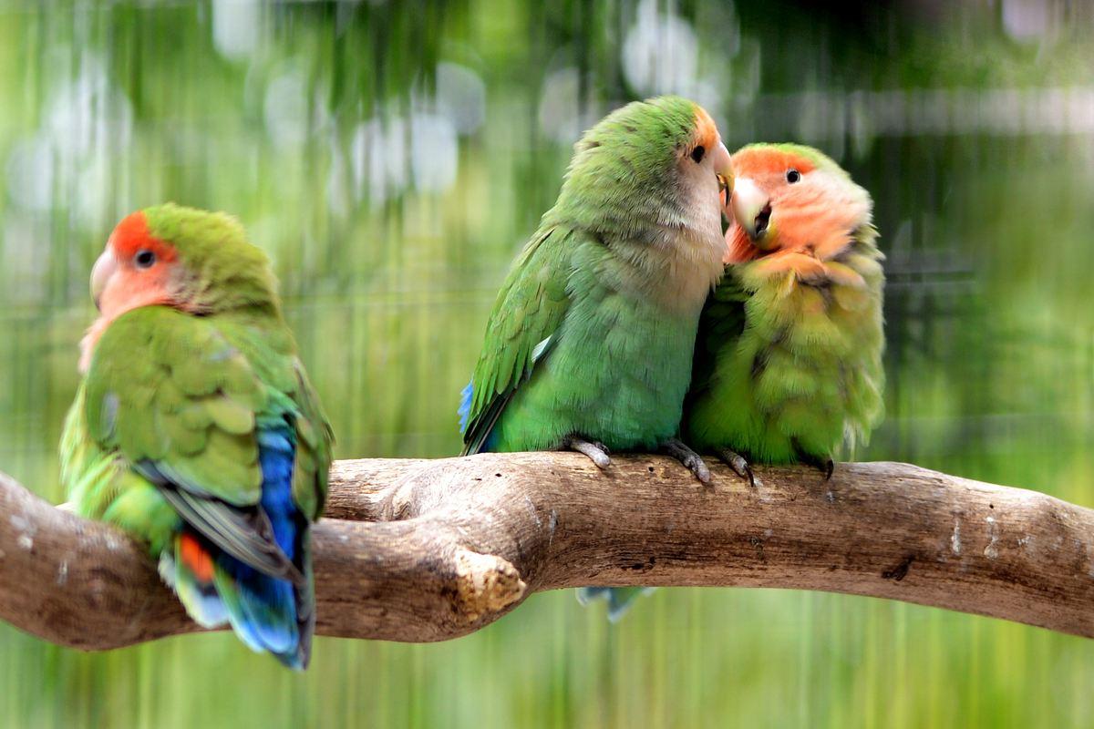 鹦鹉撞出脑震荡什么反应,牡丹鹦鹉脑震荡表现