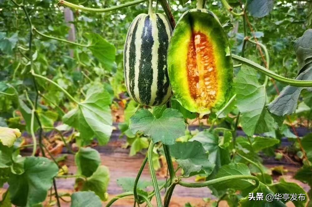 华亭县安口镇朱家坡村,安口镇朱家坡村