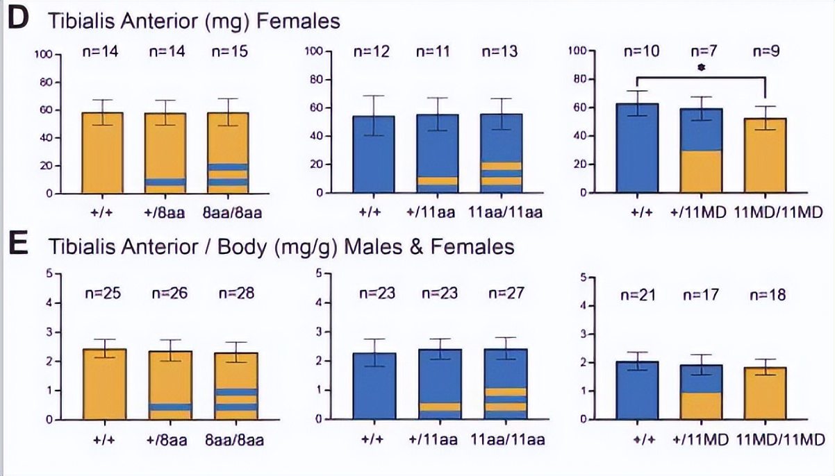 探究GDF11和GDF8氨基酸替代对骨骼发育相关信号通路的实用性研究