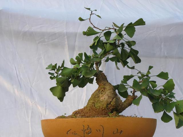 盆景造型类型有哪些,盆景造型种类