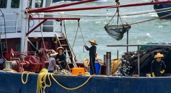 广东渔民捕获大鱼,渔民出海捕到一条106斤的鱼王