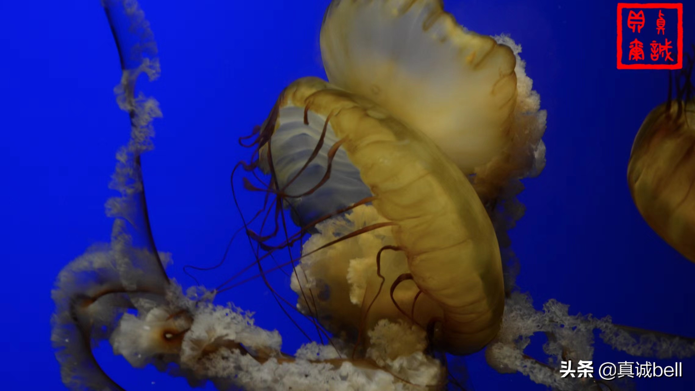 聪明的水生物,聪明的水母