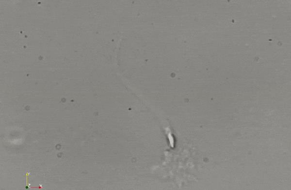 科学家精子运动违背牛顿第三定律,精子科学家