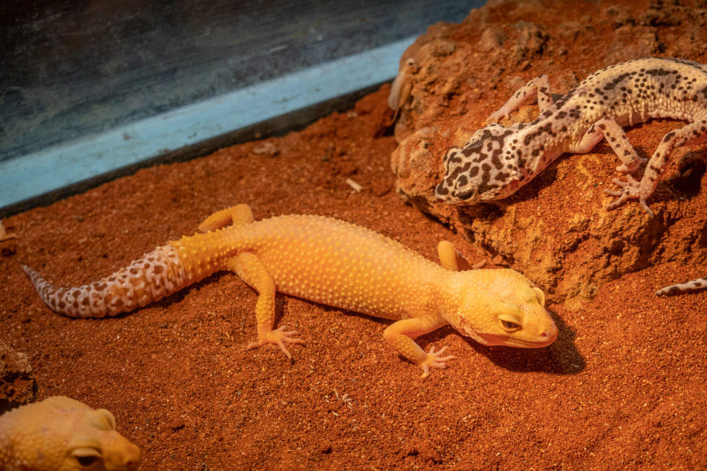 广州长隆野生动物园蛇之秘境,广州这个城市真的好繁华