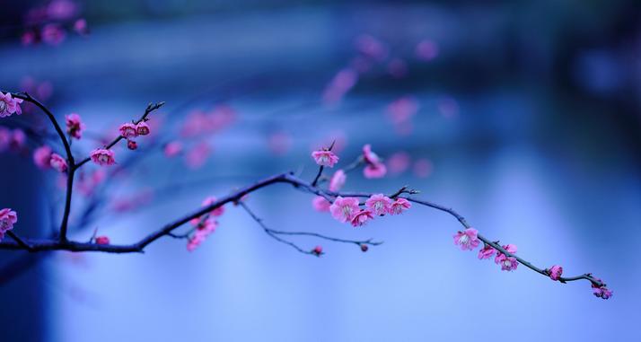 70首诗里关于咏梅的诗词,关于梅花经典咏梅古诗10首