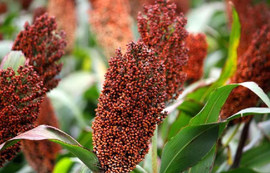 都是酒,都是酒为什么价格差距那么大