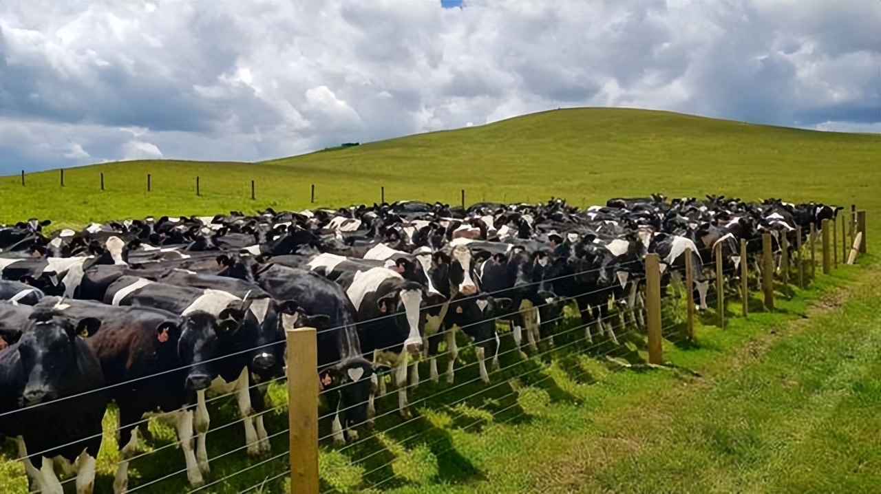 什么奶牛的奶质最好,什么品种奶牛最好