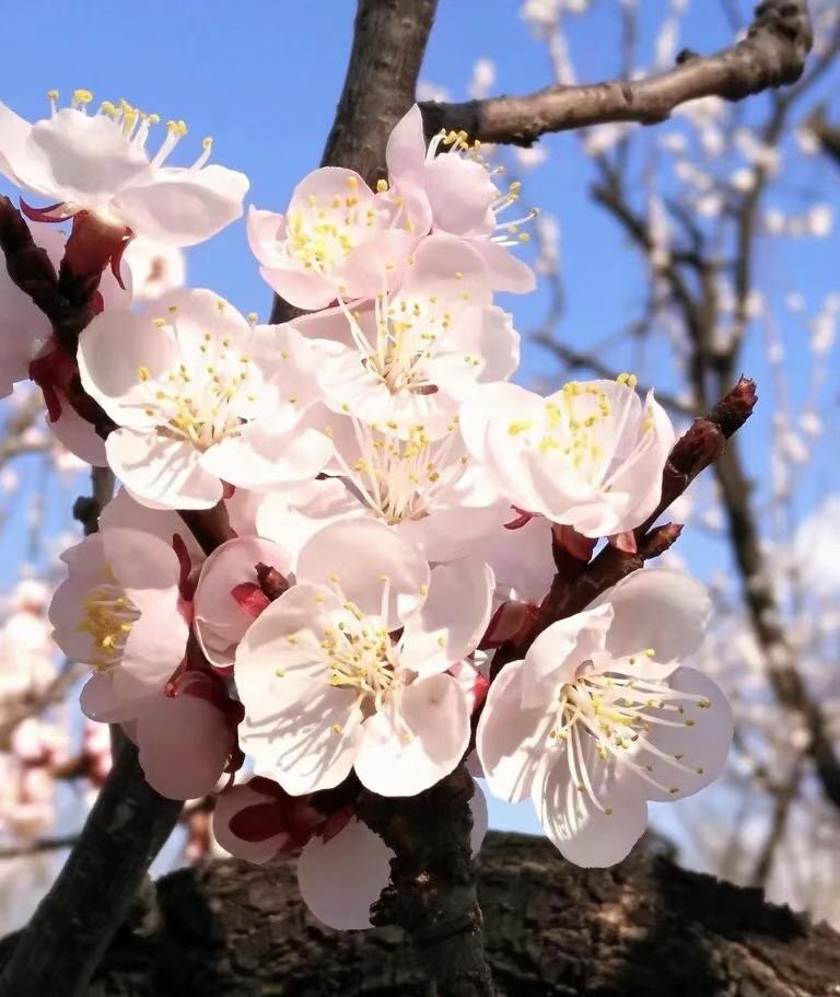 吐鲁番的葡萄南阳的梨,吐鲁番的葡萄哈密的瓜视频