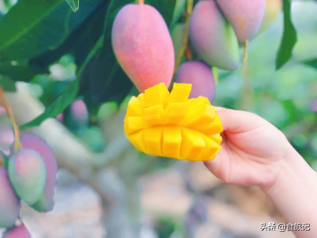 海南贵妃芒树上自然熟,海南三亚树上熟得贵妃芒