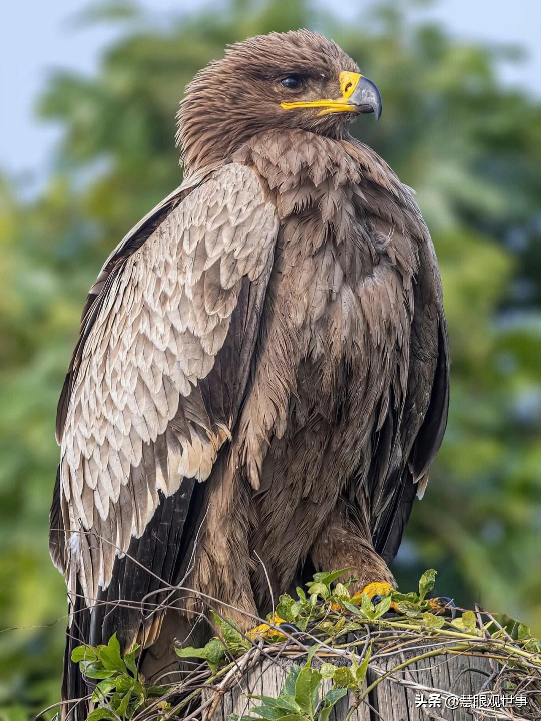 中高考必考古诗词,中高考必背古诗词朗诵