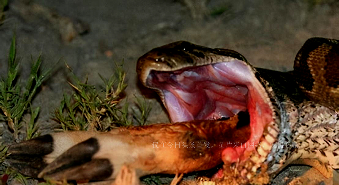 人类如果被蟒蛇活着吞进肚子里，用一把*首匕**能不能自救？