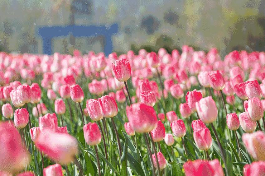 郁金香主题公园稻草人,2022年郁金香花海贵州