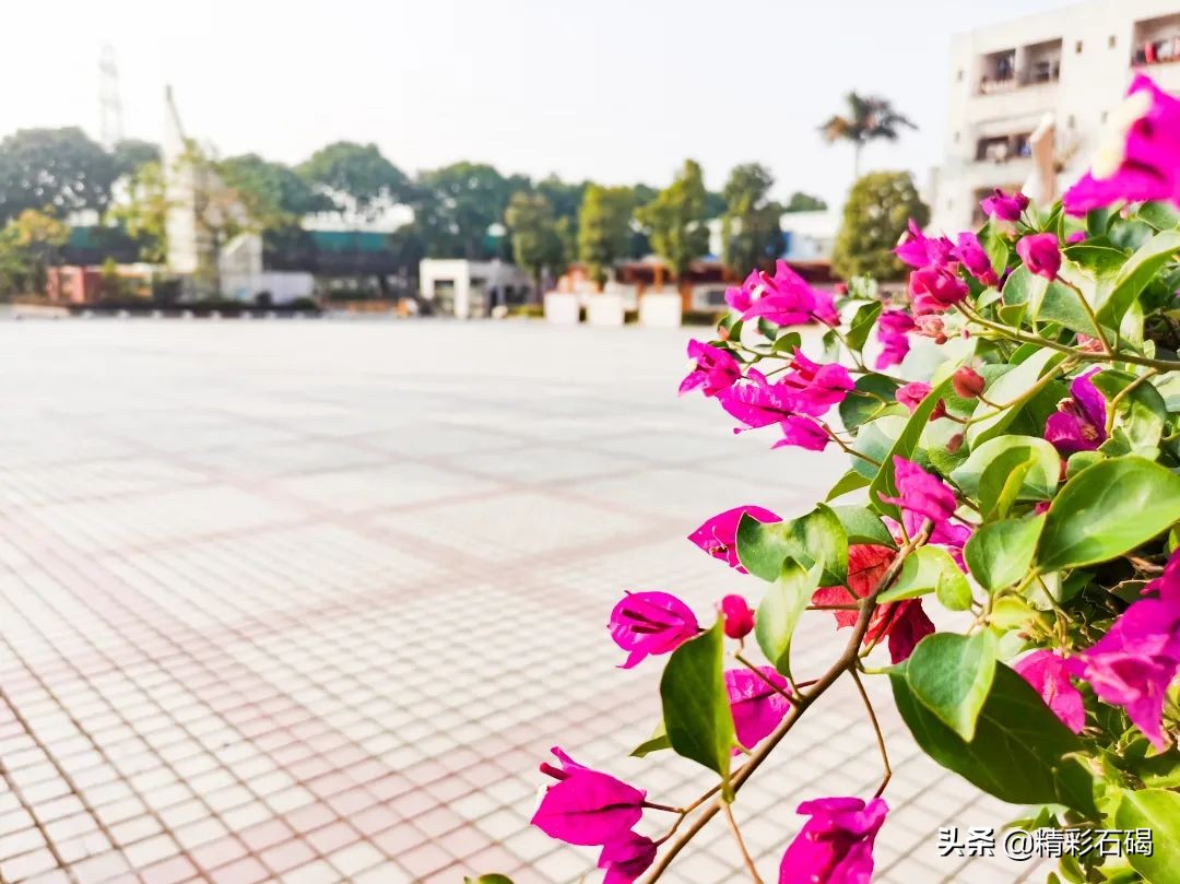 东莞石碣四海学校排名,东莞石碣四海学校学费价格表