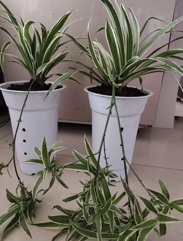 吊兰养活,普通吊兰怎么养才能更旺盛