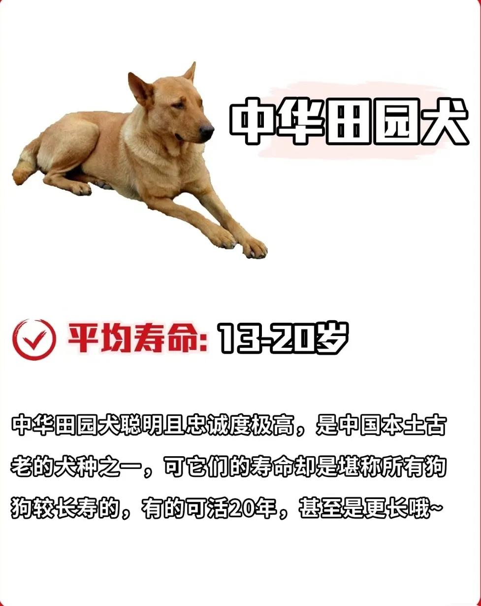 雪纳瑞狗狗的寿命,寿命最短的狗狗