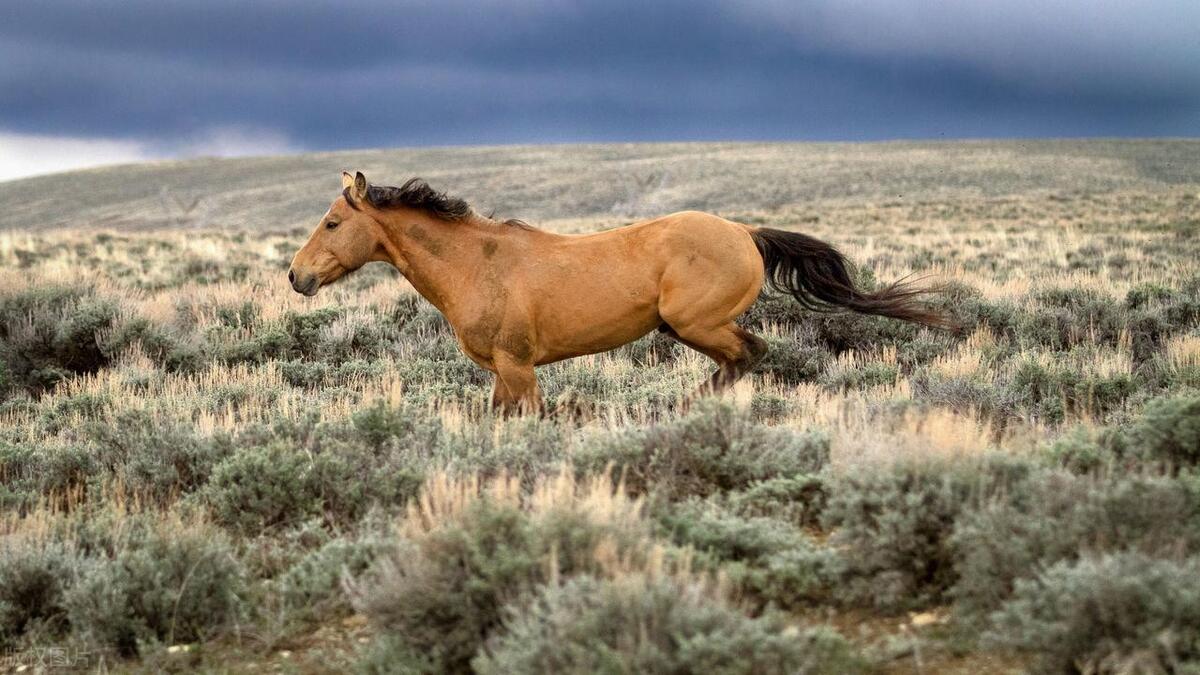 骑马要领及注意事项,骑马安全注意事项
