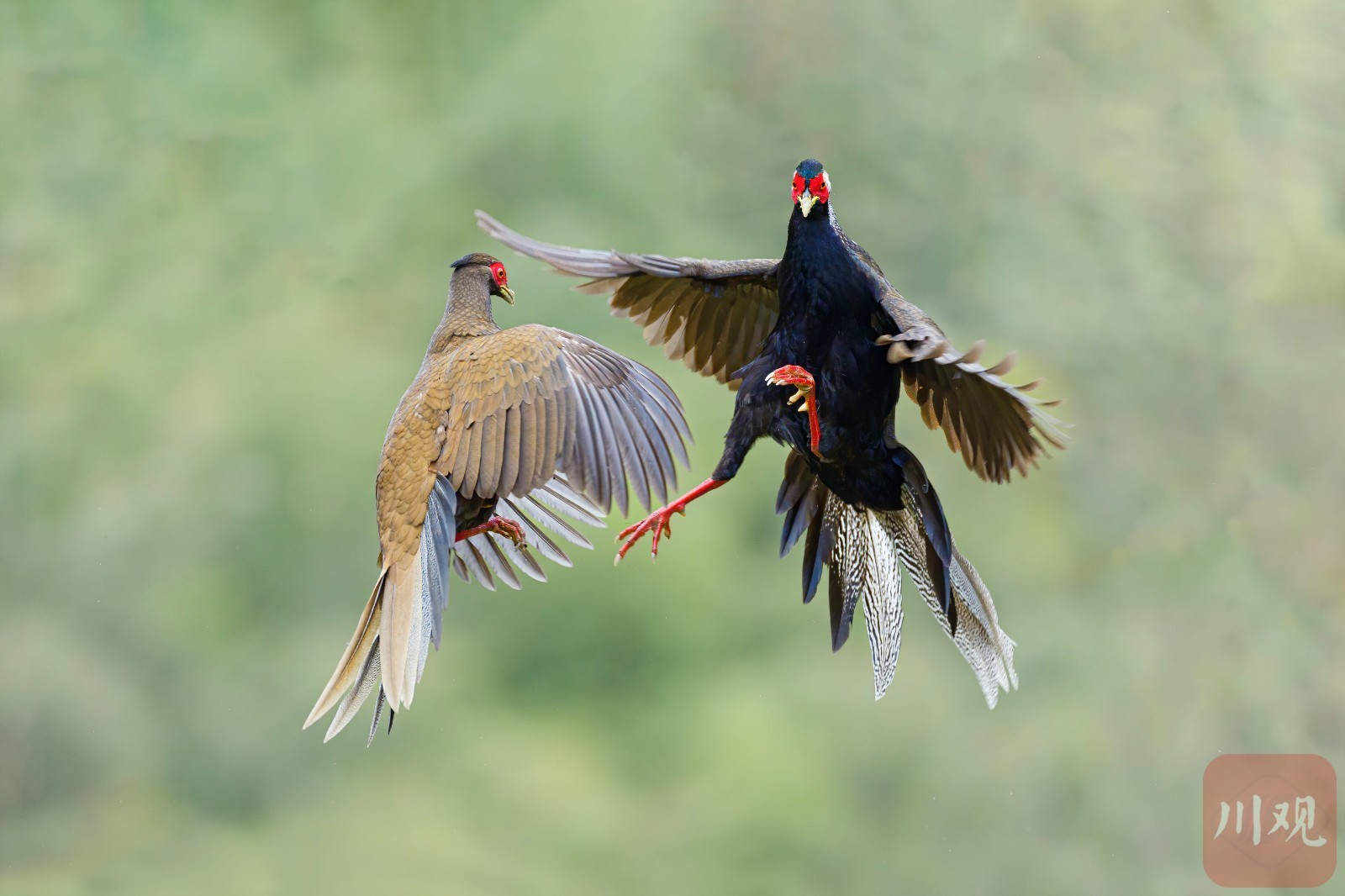 宜宾市屏山——鸟踏春色
