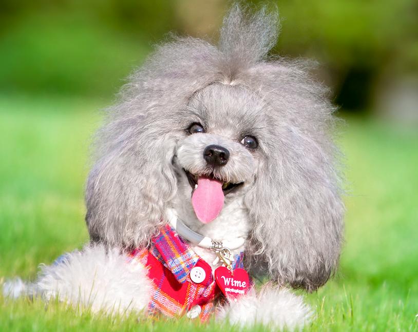 推荐几种狗不贵又好上手养就对了,建议穷人养的10种小巧便宜狗