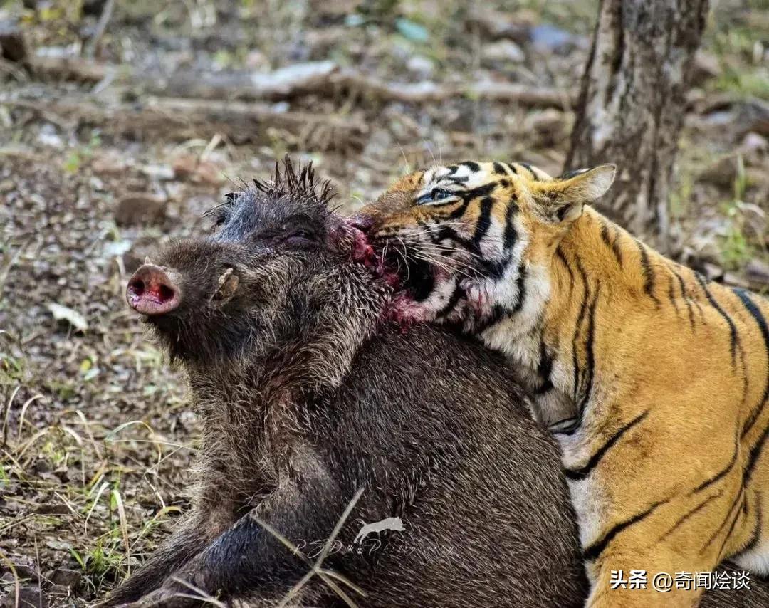 巨蟒捕食真实视频,巨蟒捕食鬣狗视频大全