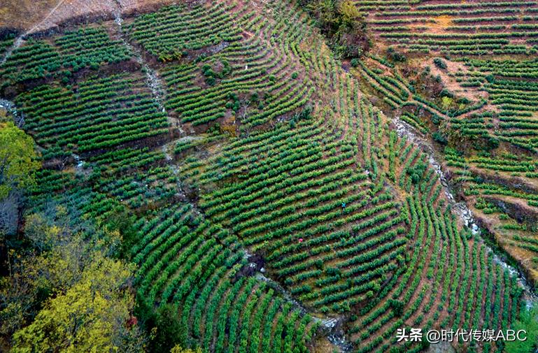 武都土特产有哪些,平武大山深处