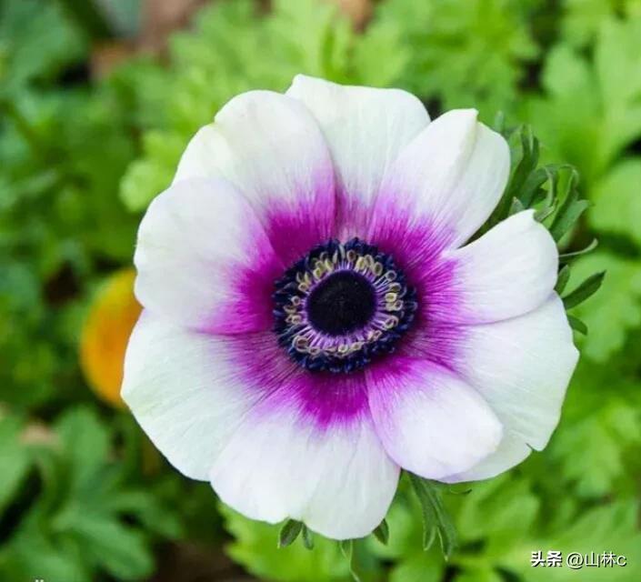 各种各样的鲜花尽情开放争芳斗艳,各种颜色的鲜花开得好美丽动人