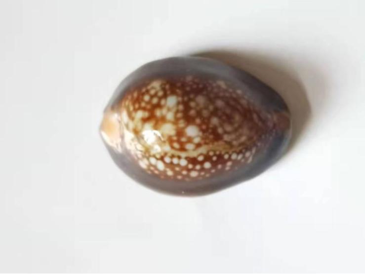 海南海鲜贝类有哪些,海南海鲜贝类