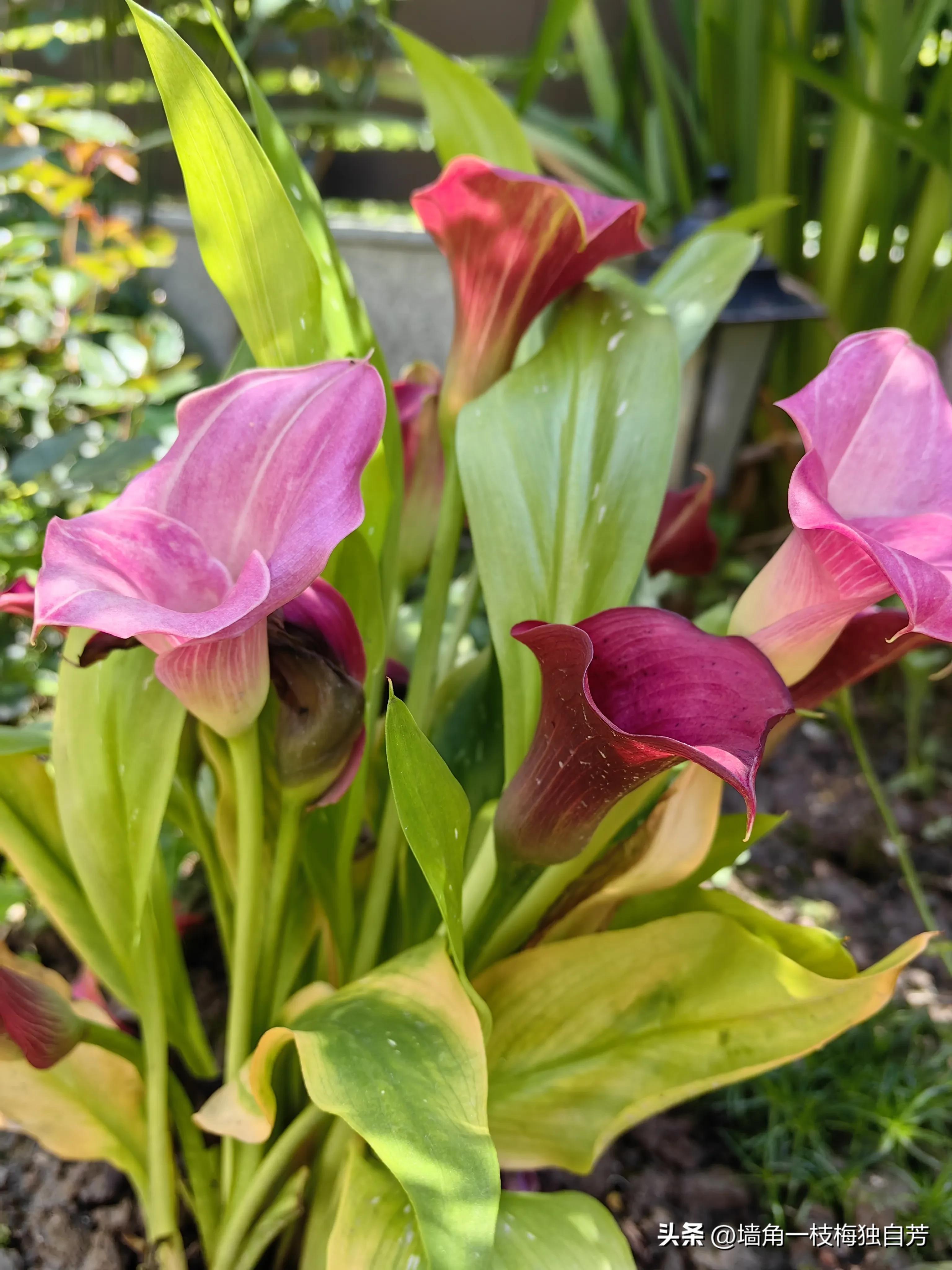 去花店买花怎么样才不会被坑,花店买花避坑指南