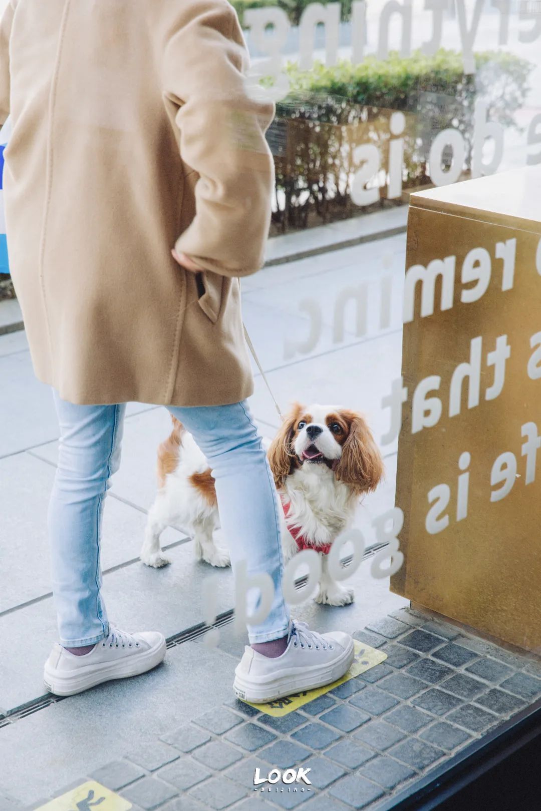 北京哪里有宠物店铺,宠物友好商城北京