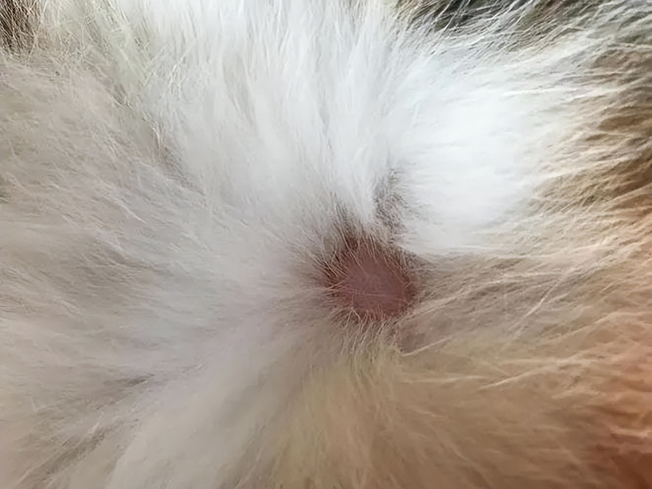 猫癣就一定是猫癣吗,猫癣一定是很多处的吗