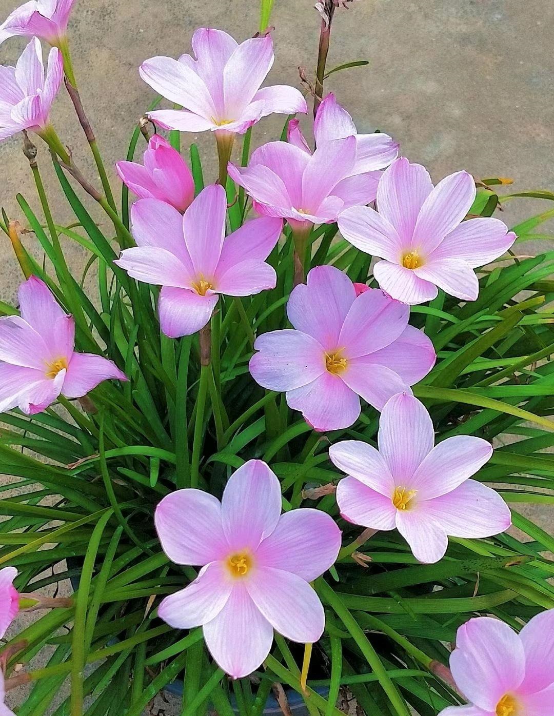 花期长好看耐寒耐高温的花好养,花期长耐热耐寒又好养的花