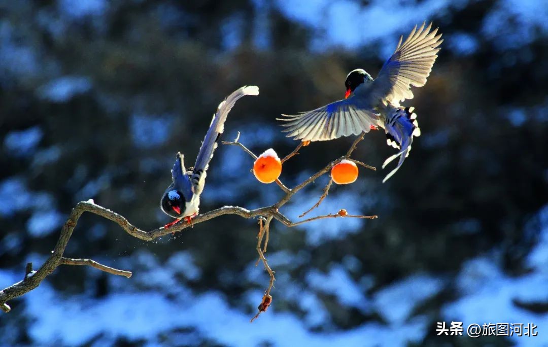 一起出发丨跟着“鸟王爷”去观鸟