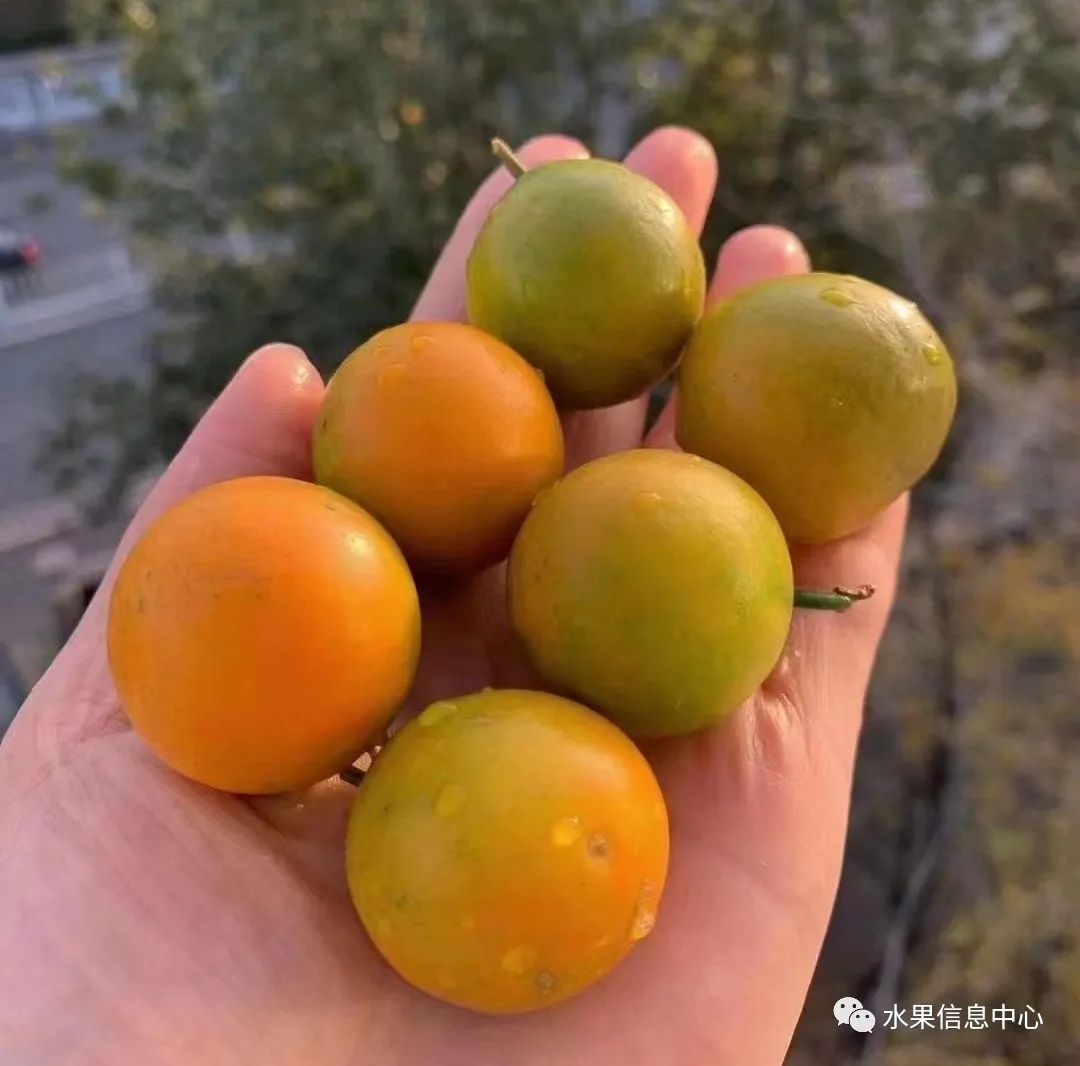 金桔产地视频,金桔多少个品种