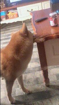 给力的一字马,给力的一字马后续