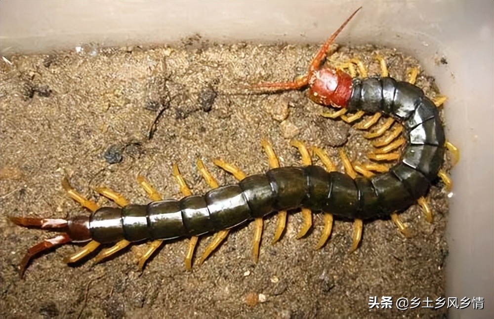 蜈蚣养殖的利润有多大,蜈蚣养殖成本以及利润多少