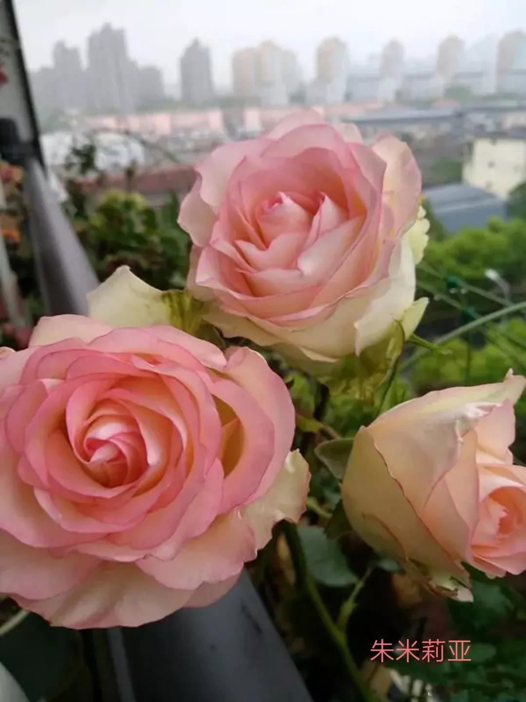 花店卖的切花月季品种,切花月季冬季修剪方法