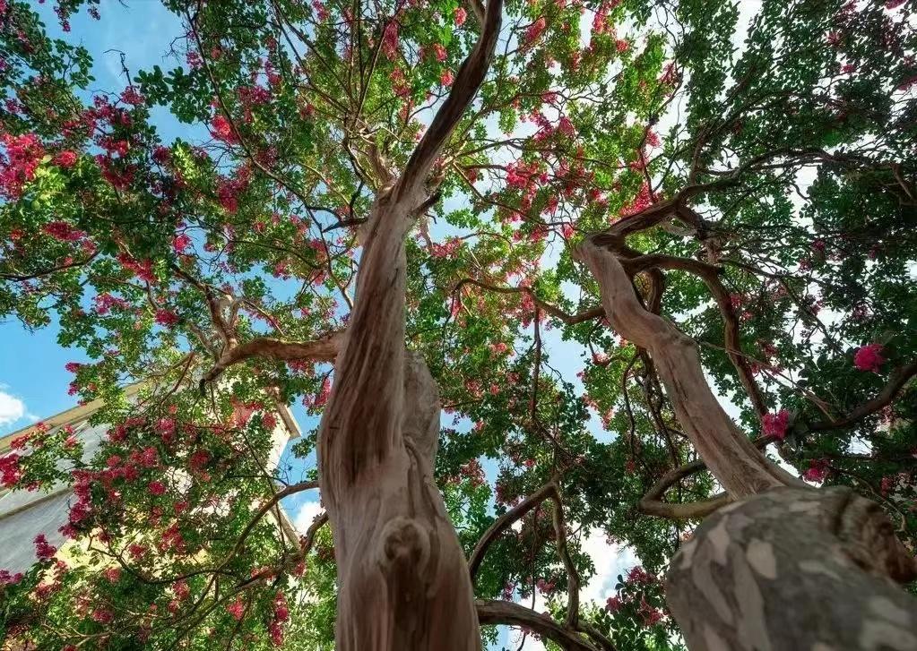 庭院种8棵树风水寓意,8种院子树