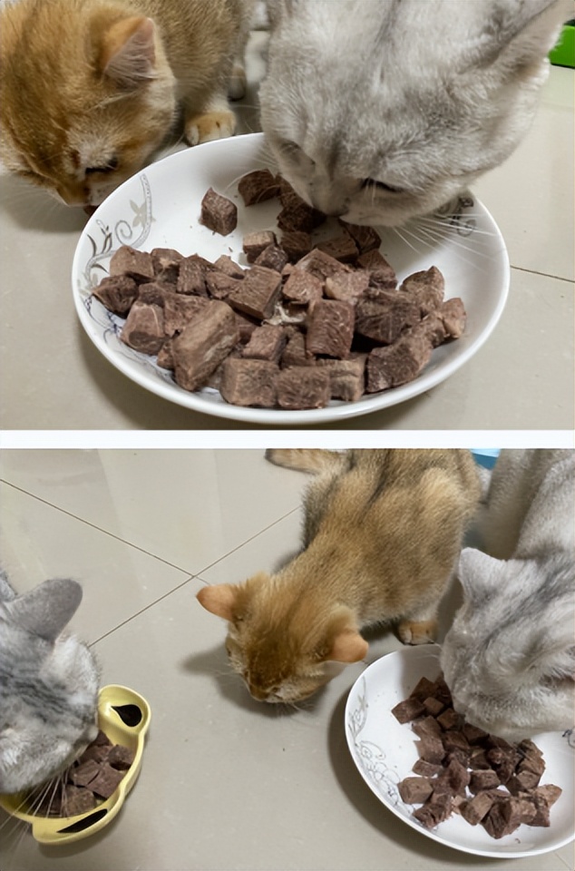 猫21测评:Hunter猎然系列冻干牛肉挑食猫咪愿意吃吗?