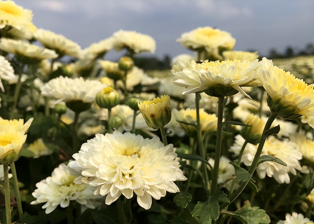 秋天老人喝什么菊花茶,老年人适合喝什么样的菊花茶
